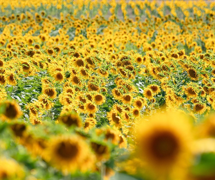 گالری آثار عکاسی آنا مالف از اسپانیا