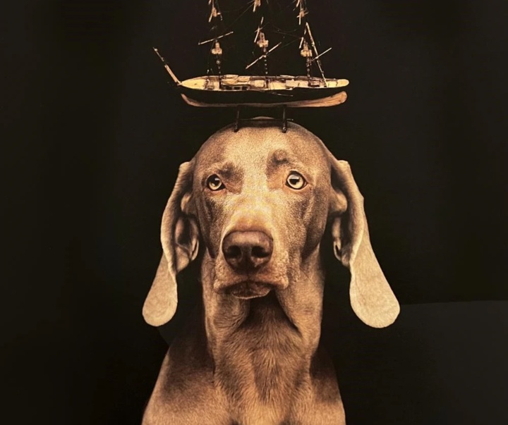 گالری عکس‌های ویلیام وگمن از آمریکا