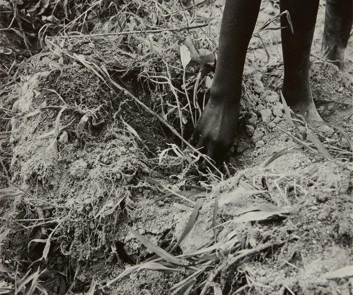 گالری عکس‌های دوروتیا لانگ از آمریکا