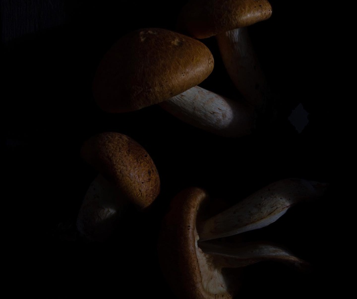 گالری عکس‌های استودیو پاتو کاتز از آرژانتین