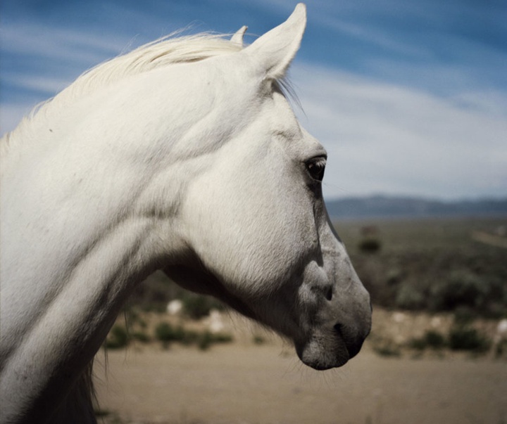 گالری آثار عکاسی گرگوری هالپرن از آمریکا