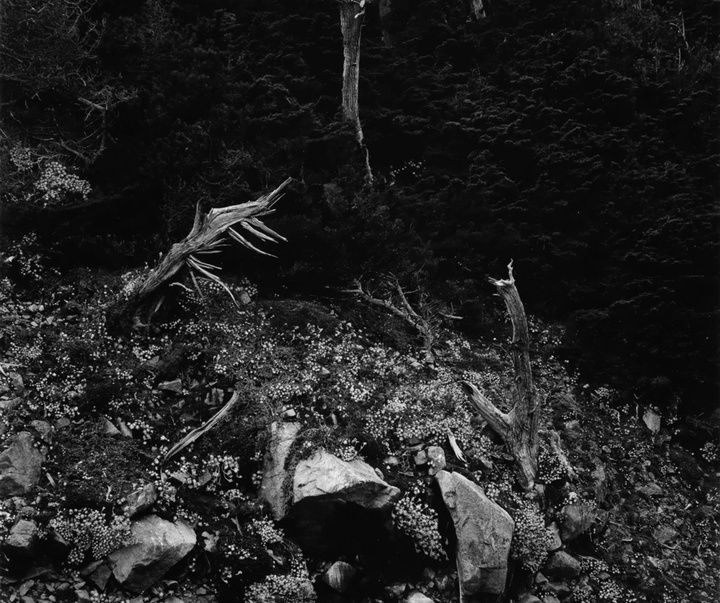 گالری عکس‌های ادوارد وستون از آمریکا