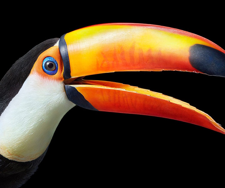 گالری عکس‌های خلاقانه تیم فلچ از بریتانیا