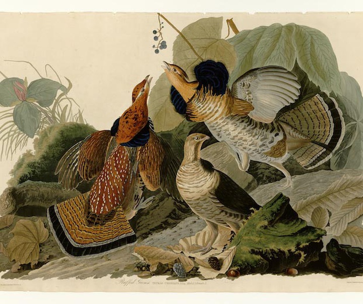 john james audubon