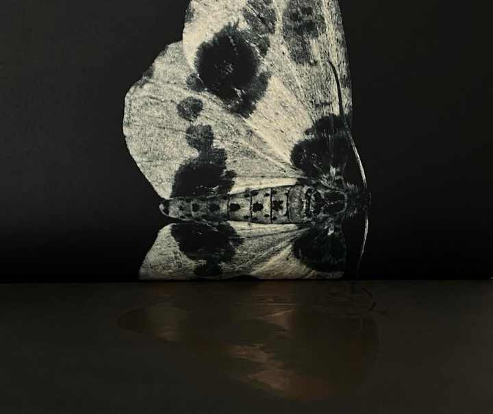 سارا گیلسپی