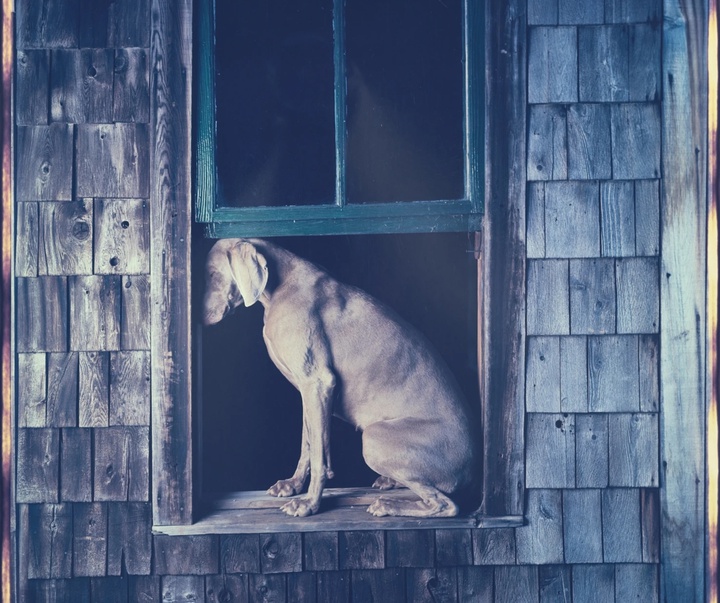 گالری عکس‌های ویلیام وگمن از آمریکا