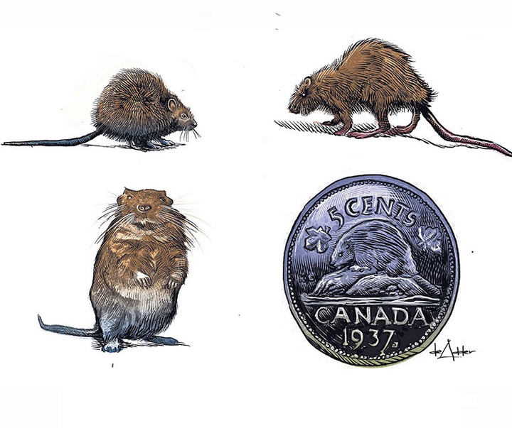 گالری آثار کارتون مایکل دی آدر از کانادا