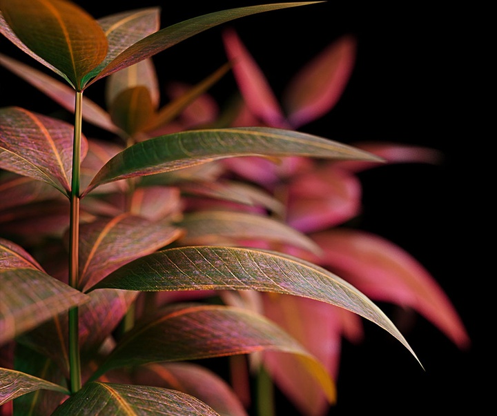 گالری آثار گرافیک سه بعدی خوزه کارلوس از کاستاریکا