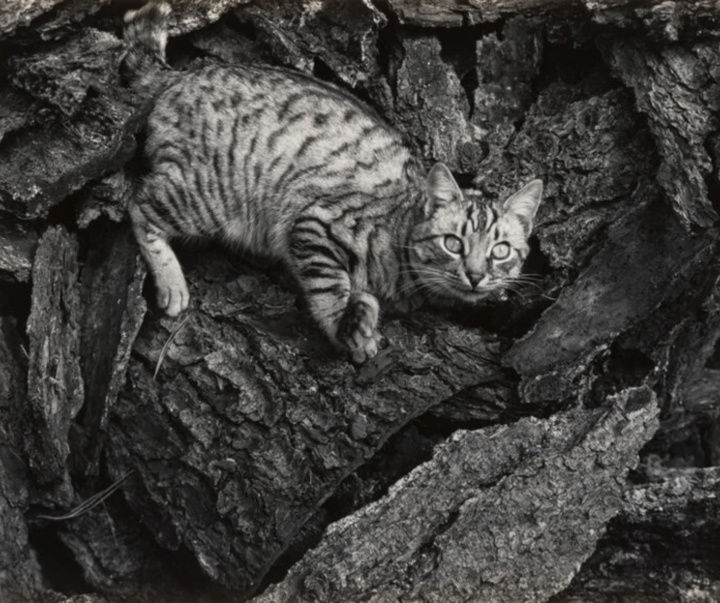 گالری عکس‌های ادوارد وستون از آمریکا