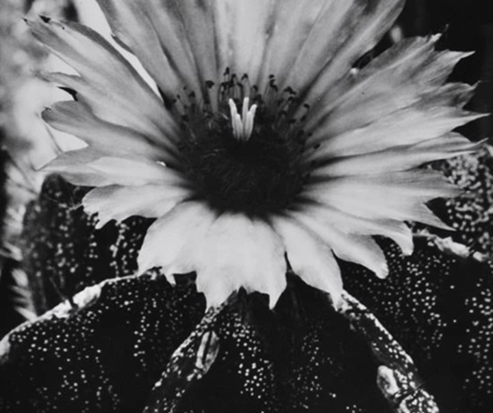 گالری آثار عکاسی آلبرت رنگر-پاتش از آلمان