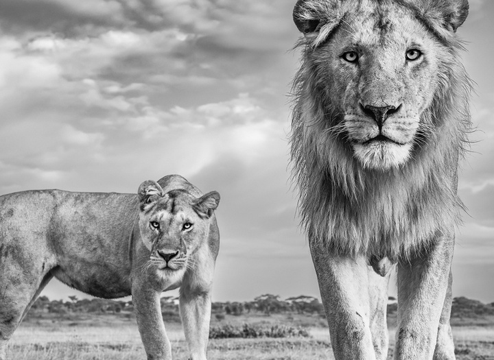 گالری عکس های جیمز لوین از انگلیس