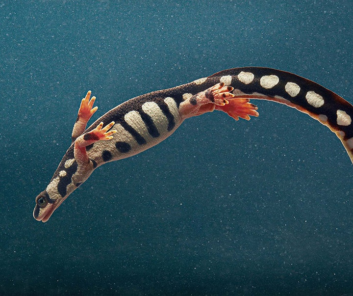 گالری عکس‌های خلاقانه تیم فلچ از بریتانیا