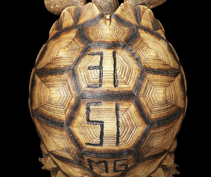 گالری عکس‌های خلاقانه تیم فلچ از بریتانیا