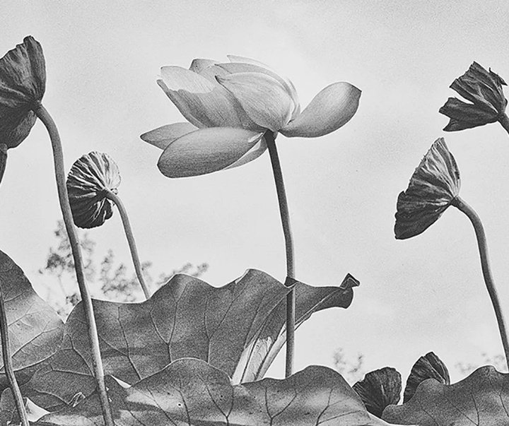 گالری عکس های پاول جت از آمریکا