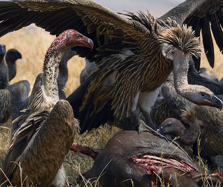 گالری عکس‌های خلاقانه تیم فلچ از بریتانیا