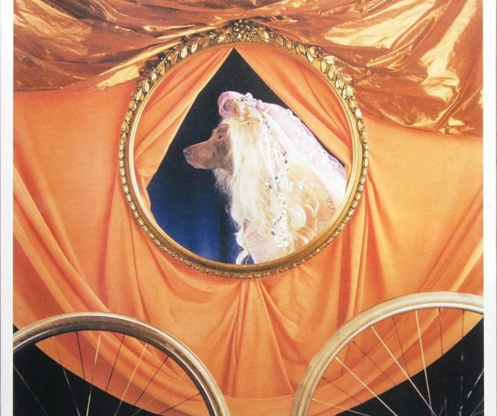 گالری عکس‌های ویلیام وگمن از آمریکا