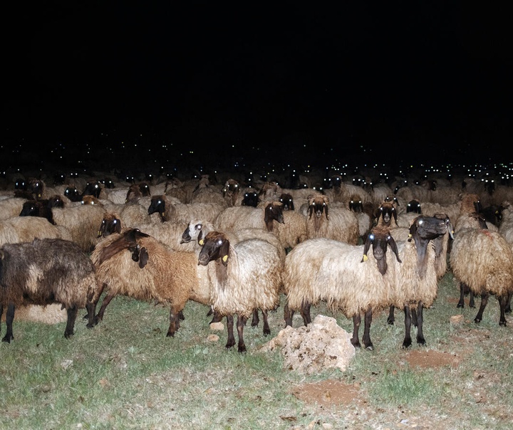 امین اوزمن