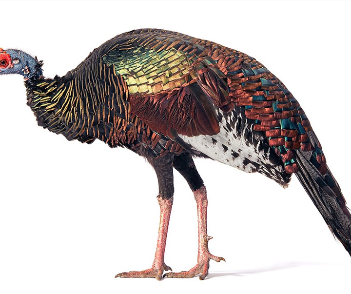 گالری عکس‌های خلاقانه تیم فلچ از بریتانیا