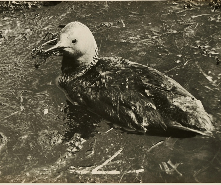 گالری آثار عکاسی آلبرت رنگر-پاتش از آلمان