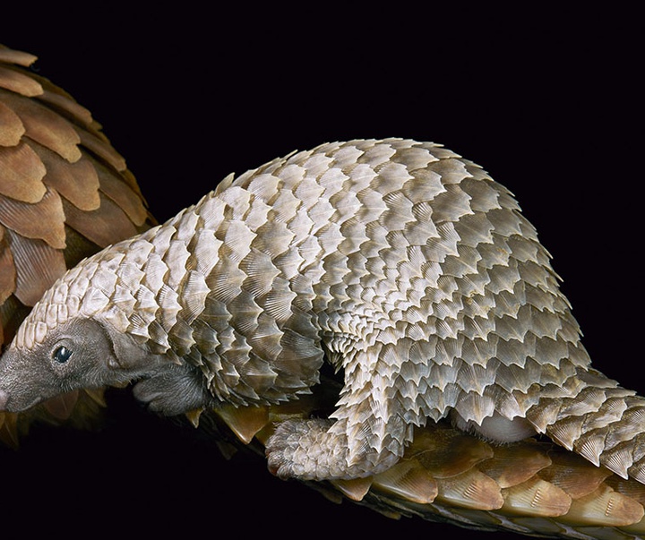 گالری عکس‌های خلاقانه تیم فلچ از بریتانیا