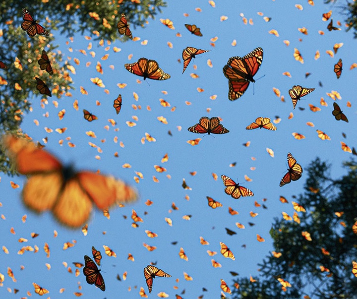 گالری عکس‌های خلاقانه تیم فلچ از بریتانیا