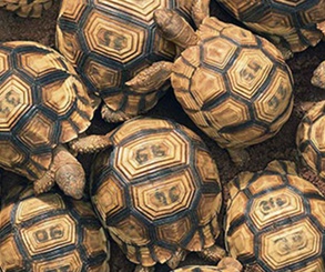 گالری عکس‌های خلاقانه تیم فلچ از بریتانیا