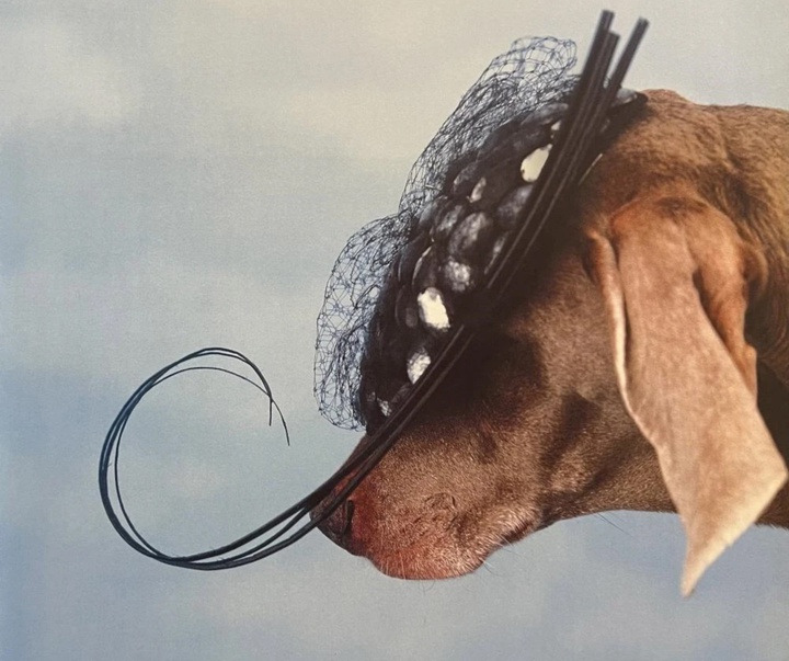 گالری عکس‌های ویلیام وگمن از آمریکا