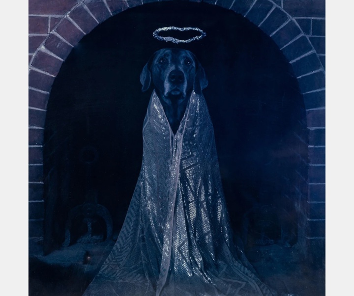 گالری عکس‌های ویلیام وگمن از آمریکا