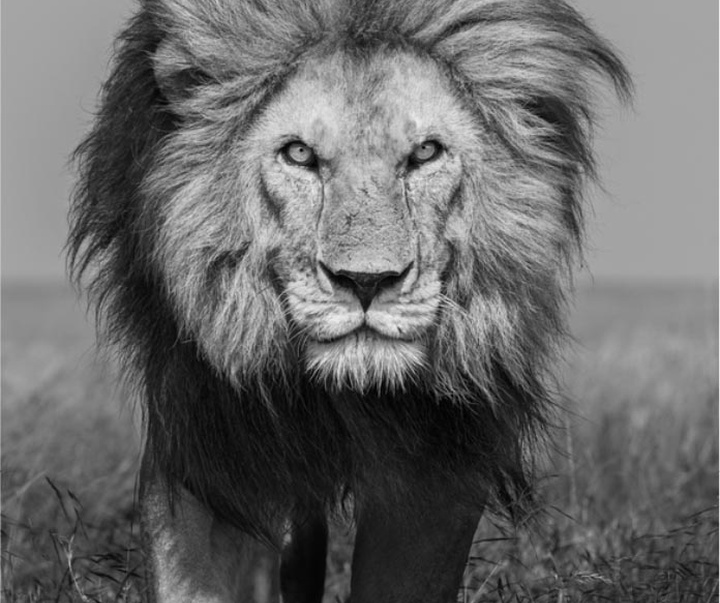 گالری عکس های جیمز لوین از انگلیس