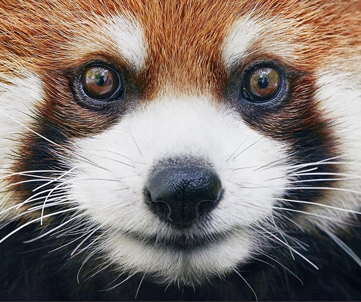 گالری عکس‌های خلاقانه تیم فلچ از بریتانیا