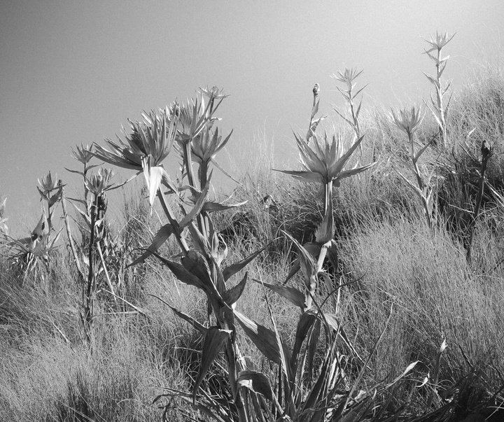 گالری آثار عکاسی اروین آندرس فریر اوکانا از مکزیک