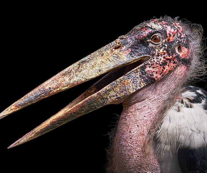 گالری عکس‌های خلاقانه تیم فلچ از بریتانیا