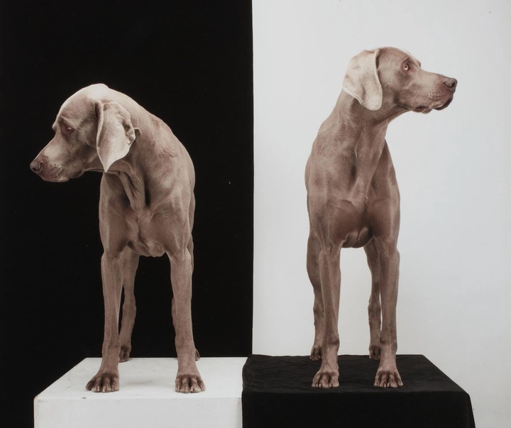 گالری عکس‌های ویلیام وگمن از آمریکا