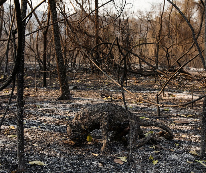 گالری آثار عکاسی لالو د آلمیدا از برزیل - قسمت اول