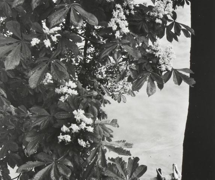 گالری عکس های ویلی رونیس از فرانسه