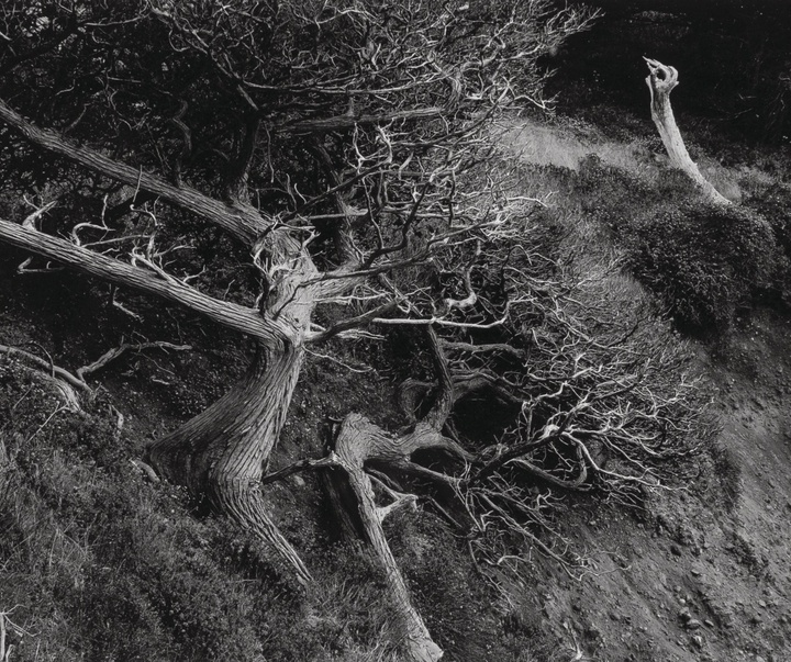 گالری عکس‌های ادوارد وستون از آمریکا