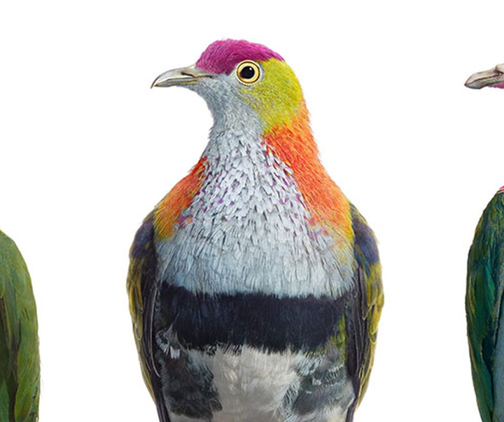 گالری عکس‌های خلاقانه تیم فلچ از بریتانیا