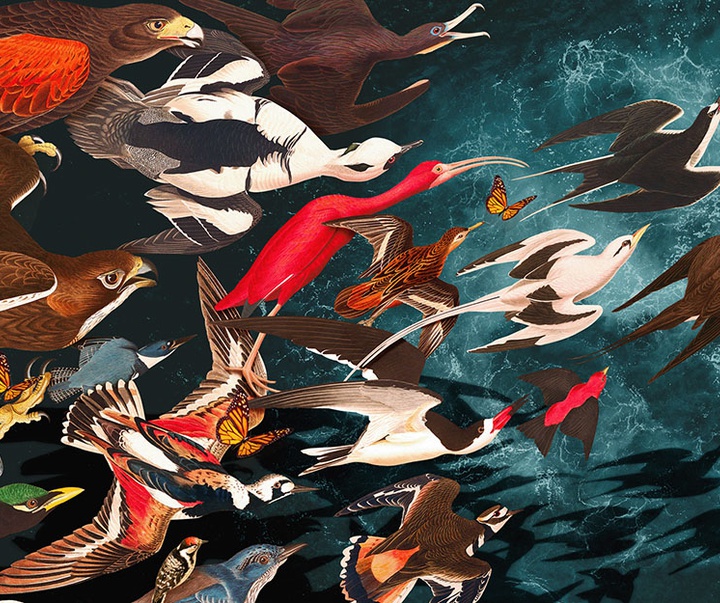 گالری تصویرسازی‌های گیرمو فلورس پاچکو از مکزیک