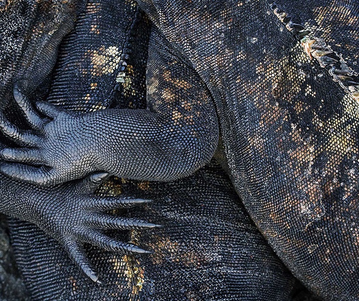 گالری عکس‌های خلاقانه تیم فلچ از بریتانیا