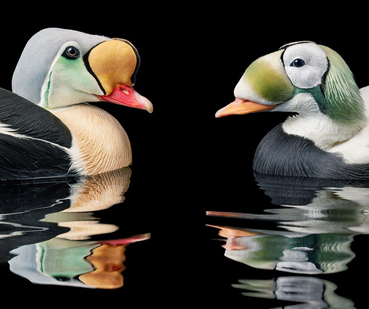 گالری عکس‌های خلاقانه تیم فلچ از بریتانیا