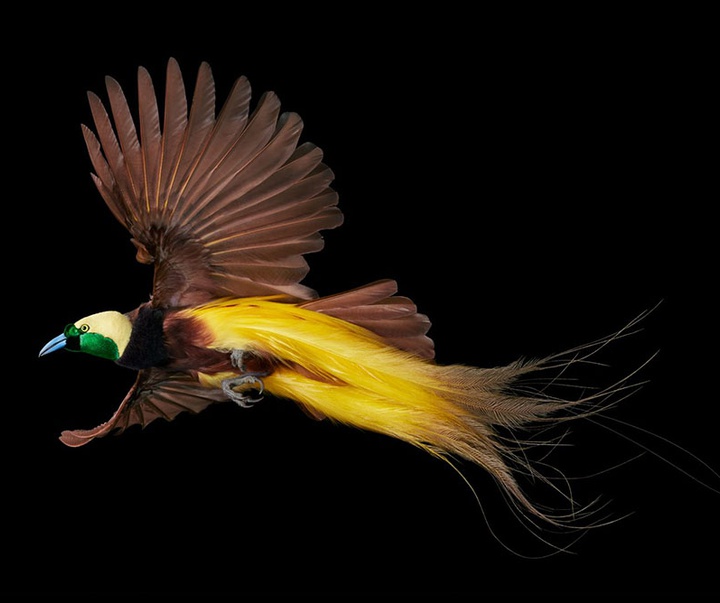 گالری عکس‌های خلاقانه تیم فلچ از بریتانیا