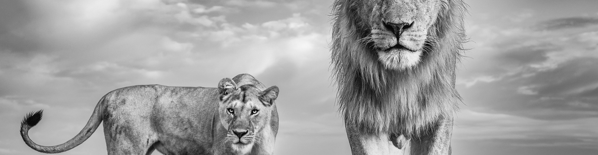 گالری عکس های جیمز لوین از انگلیس