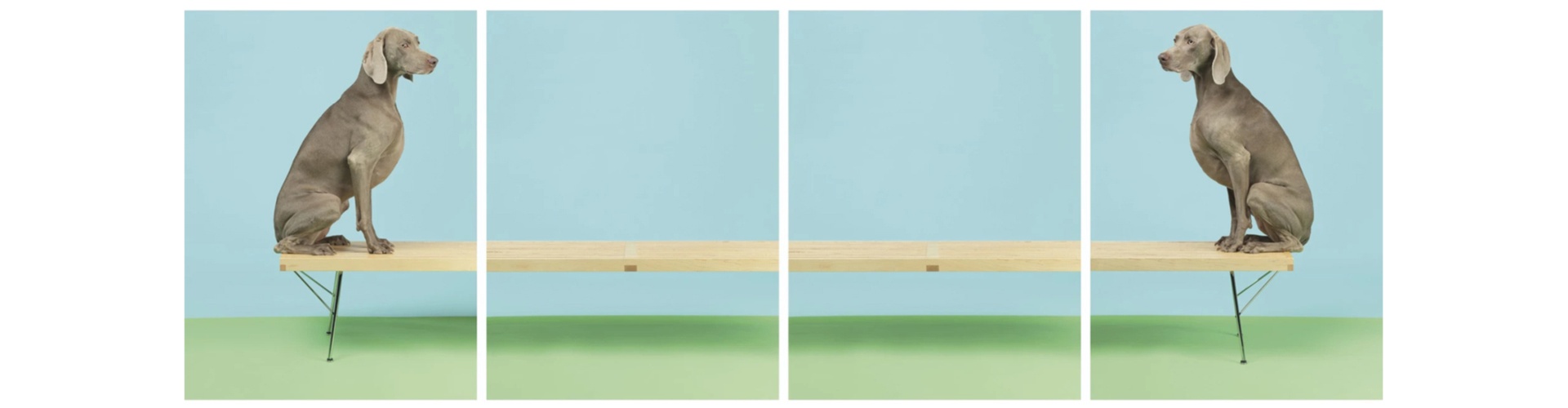 گالری عکسهای ویلیام وگمن از آمریکا