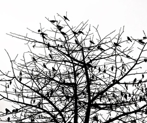گالری عکس های پاول جت از آمریکا