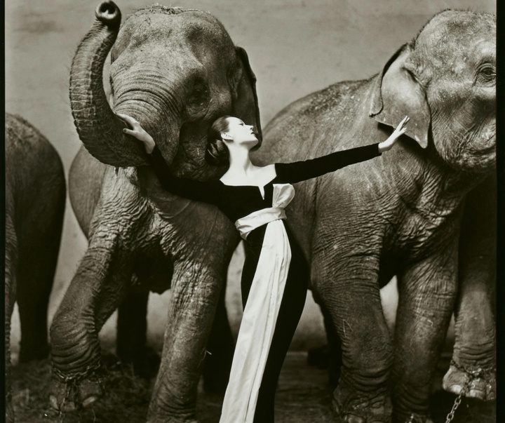 گالری آثار عکاسی ریچارد آودون از آمریکا