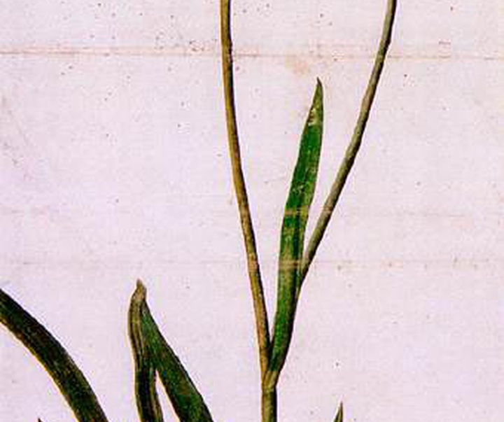 albrecht durer