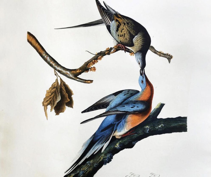 john james audubon