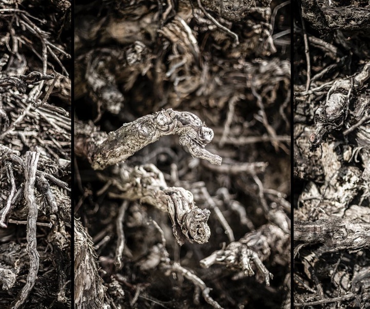 گالری آثار عکاسی گابریل کانِدا از اسپانیا