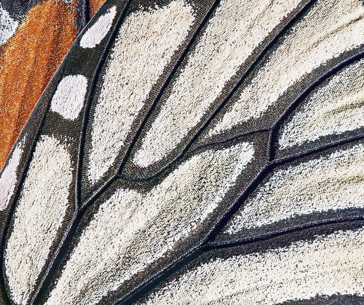 گالری عکس‌های خلاقانه تیم فلچ از بریتانیا