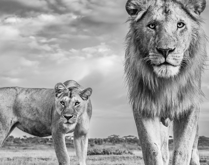 گالری عکس های جیمز لوین از انگلیس